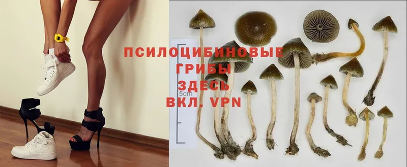 купить  цена  Гусиноозёрск  Галлюциногенные грибы MAGIC MUSHROOMS 